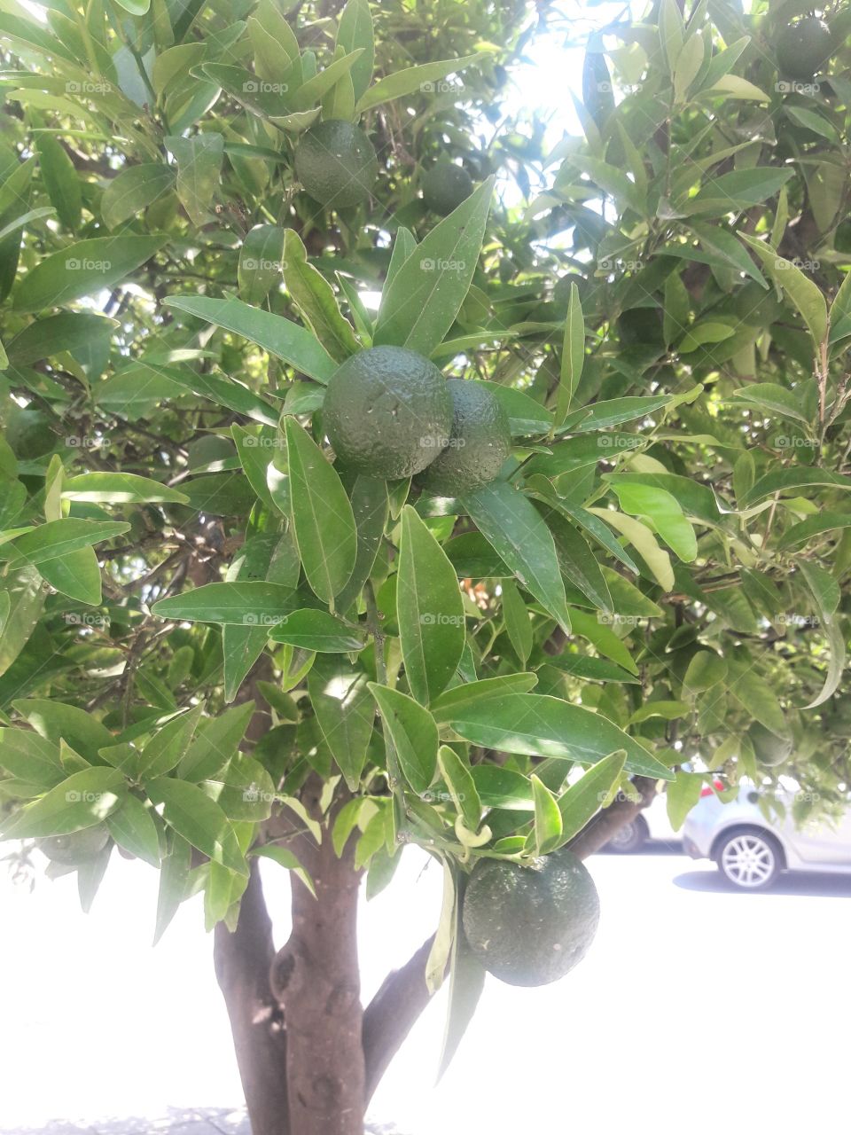 tree with green lemon