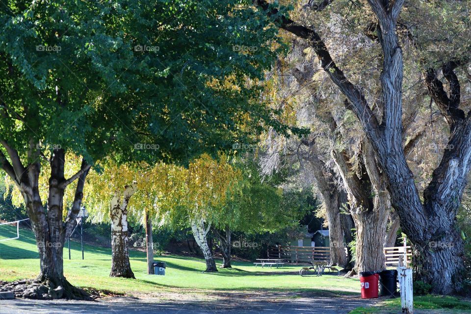 Line of trees in a park