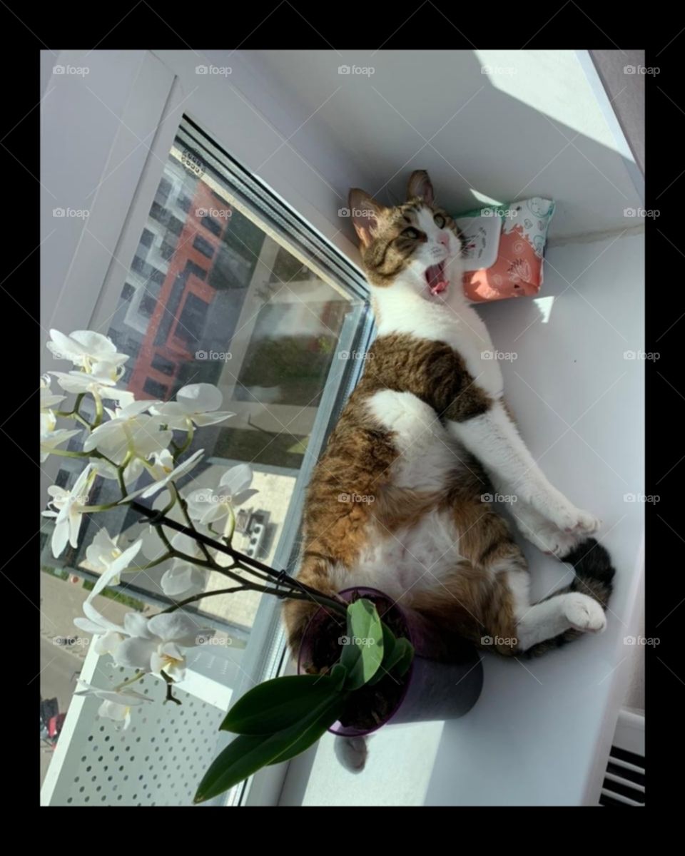A cat that lies on the windowsill and yawns.  There is a flower in a pot nearby