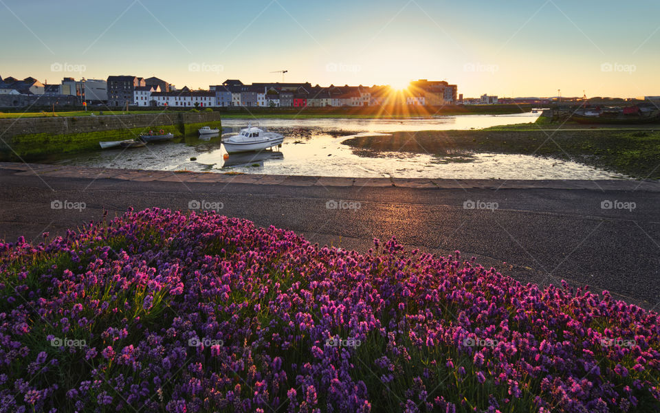 Beautiful sunrise scenery with beautiful pink flowers in the foreground and colourful houses in the background at Claddagh, Galway City, Ireland