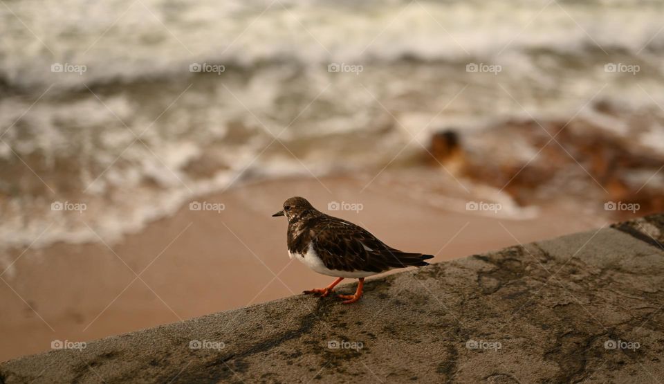 a little bird watching the sea