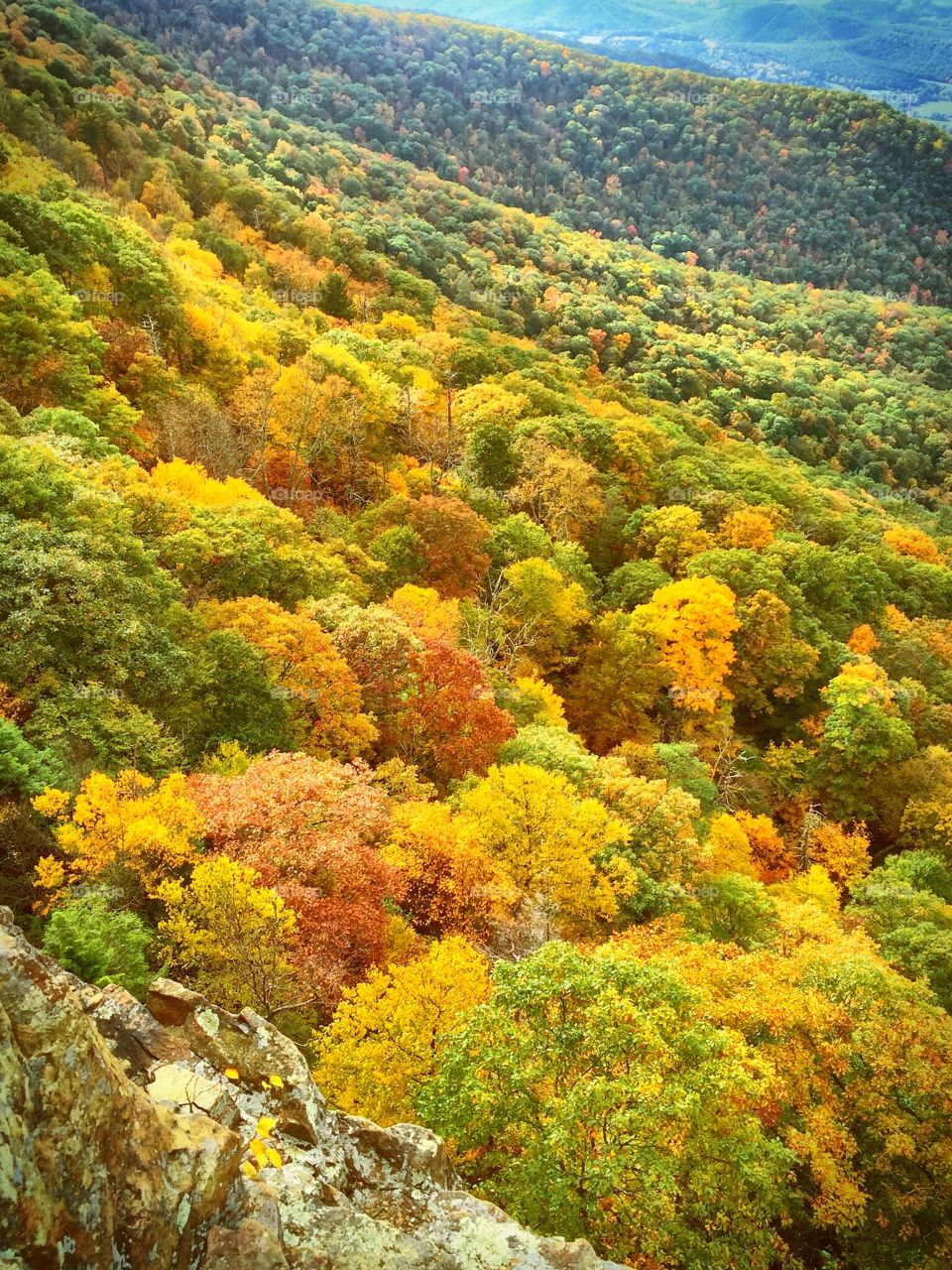 Autumn trees growing on mountains