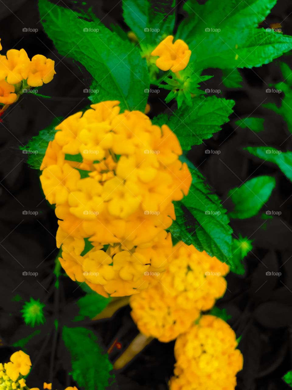 Closeup flowers 