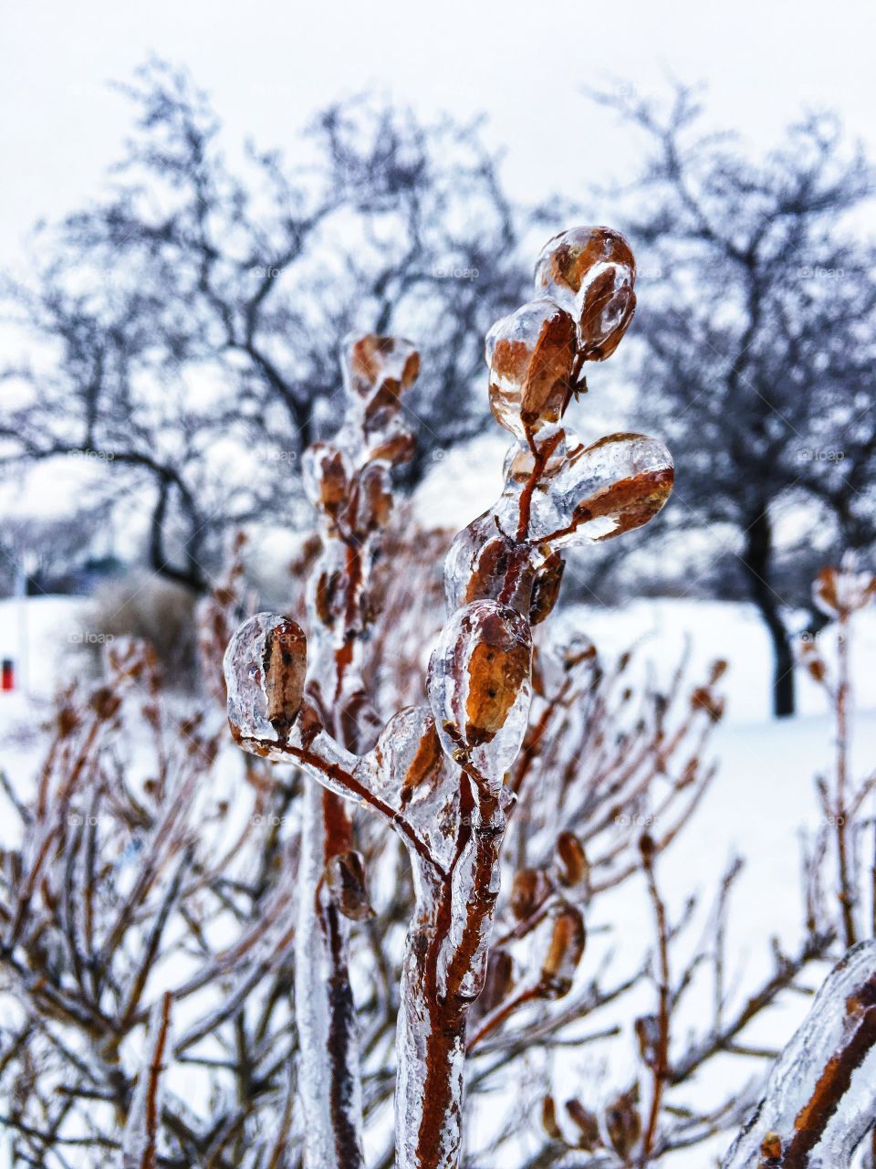 Frozen nature Canada 