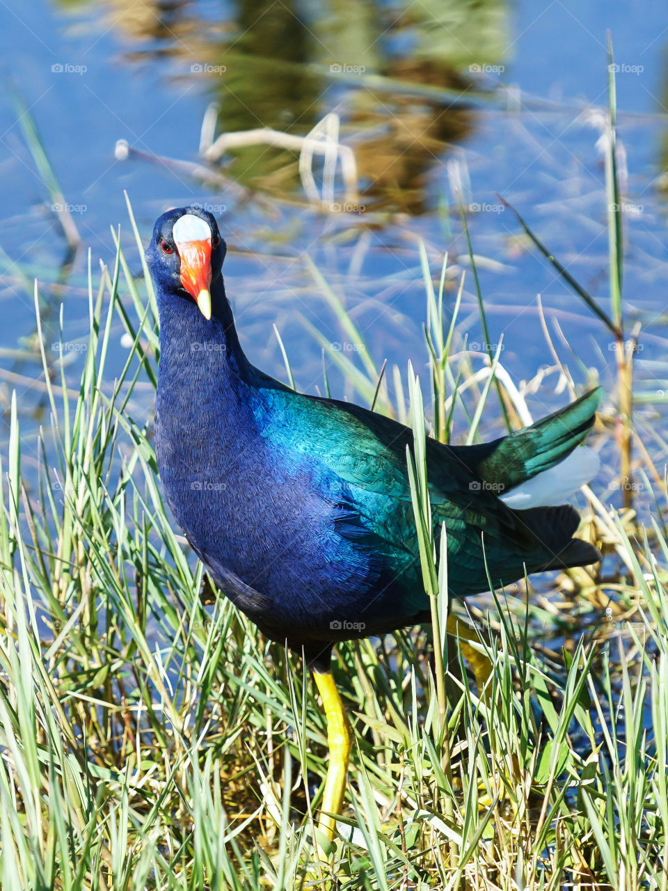 Purple Gallinule with Orange and Blue