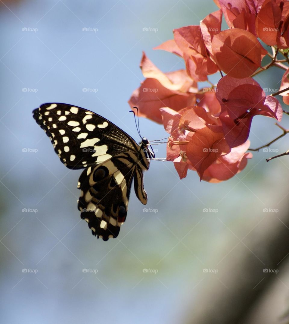 A yellow swallowtail butterfly 