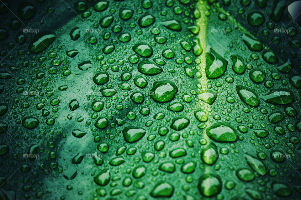 Wet leaf