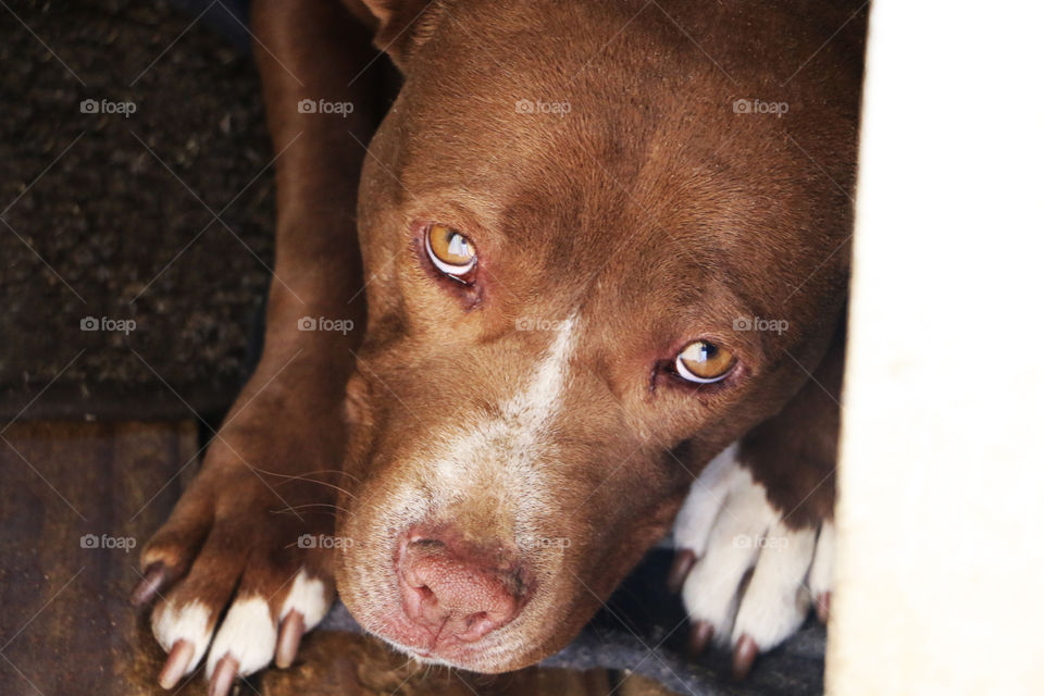 Adorable big brown pitbull dog making puppy eyes