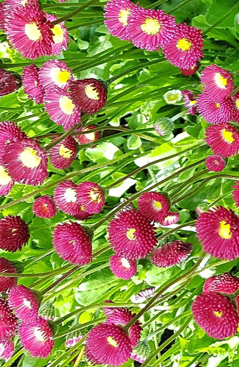 Lot of red dots in the Park