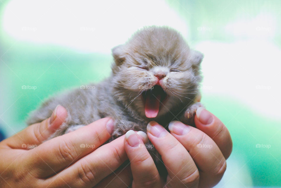 Close-up of kitten