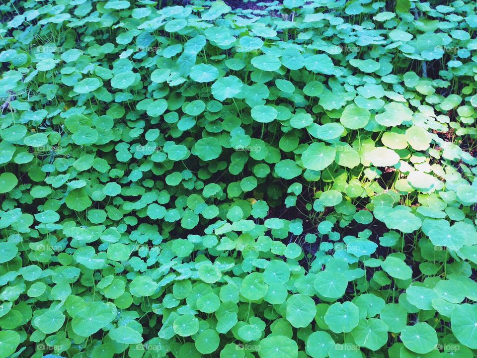 Nasturtium field