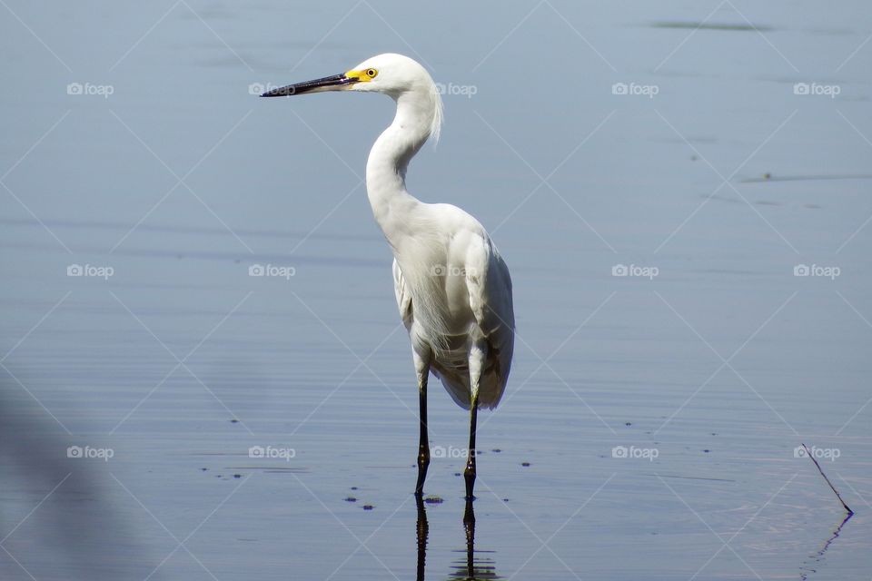 Egret 