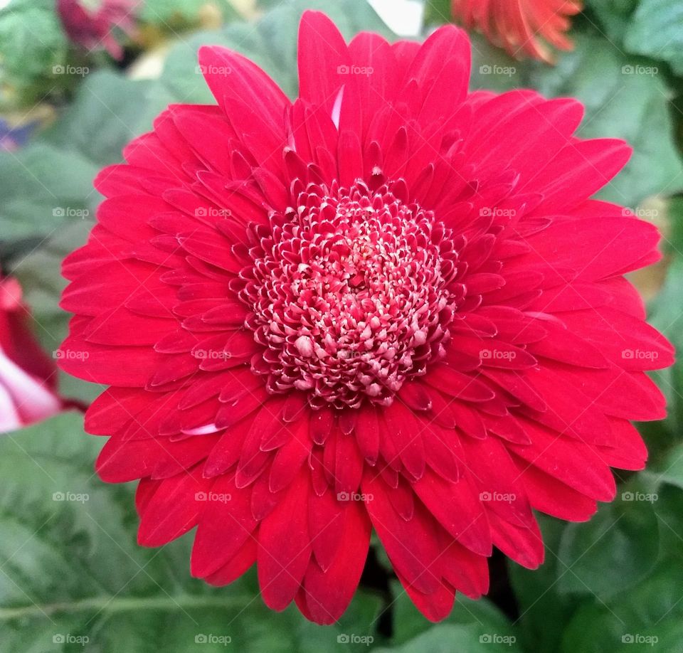 red flower