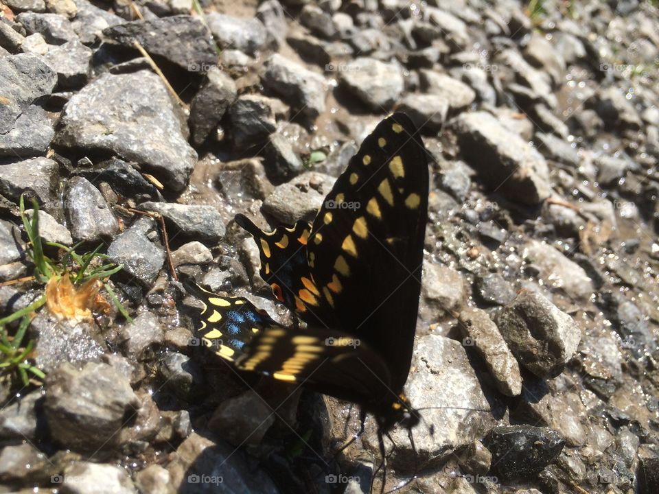 Black butterfly . Pretty black and yellow butterfly on a hot summer day.