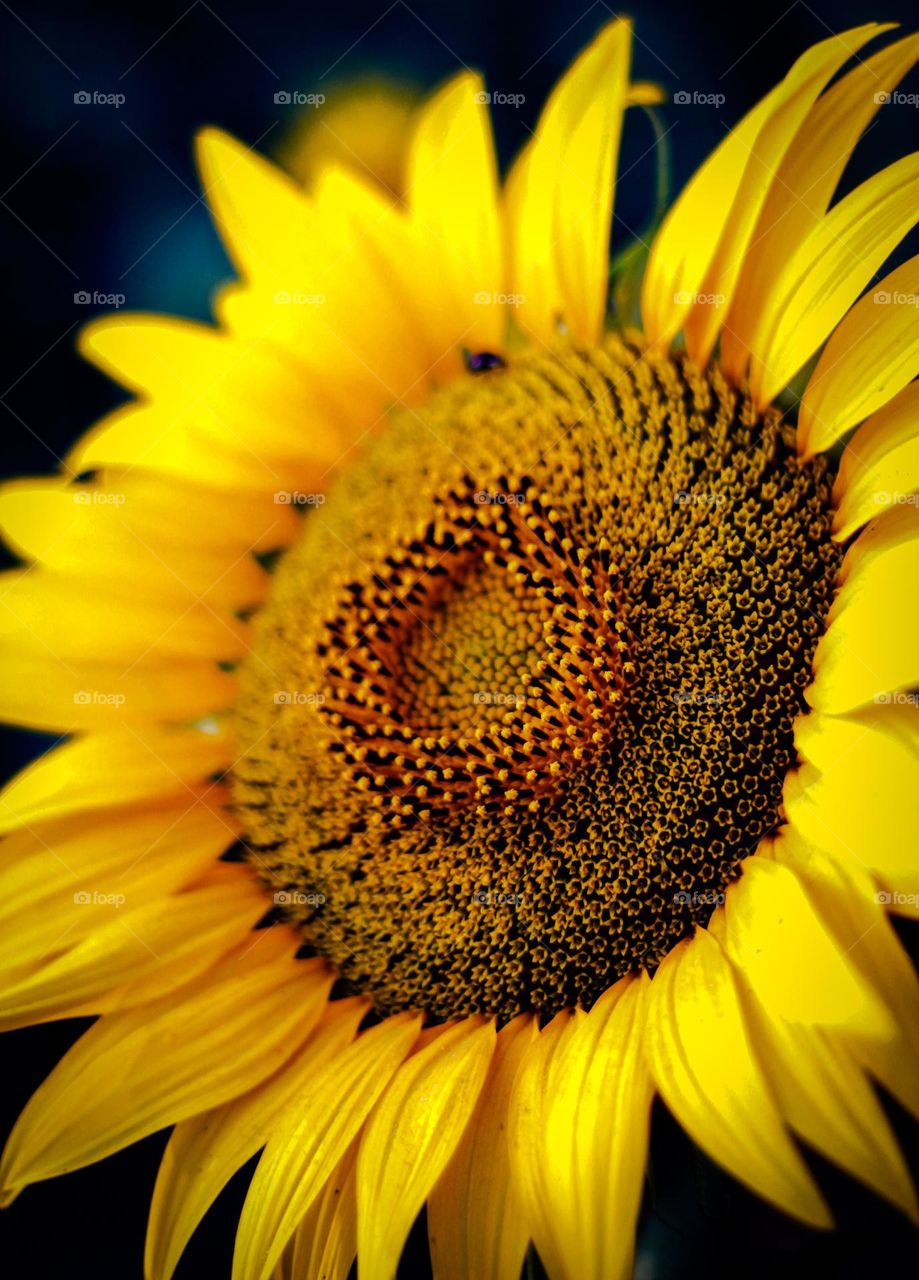 Sunflower gives you energy.