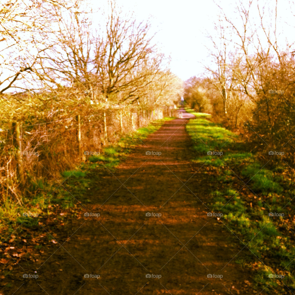 winter england trees path by travelnat