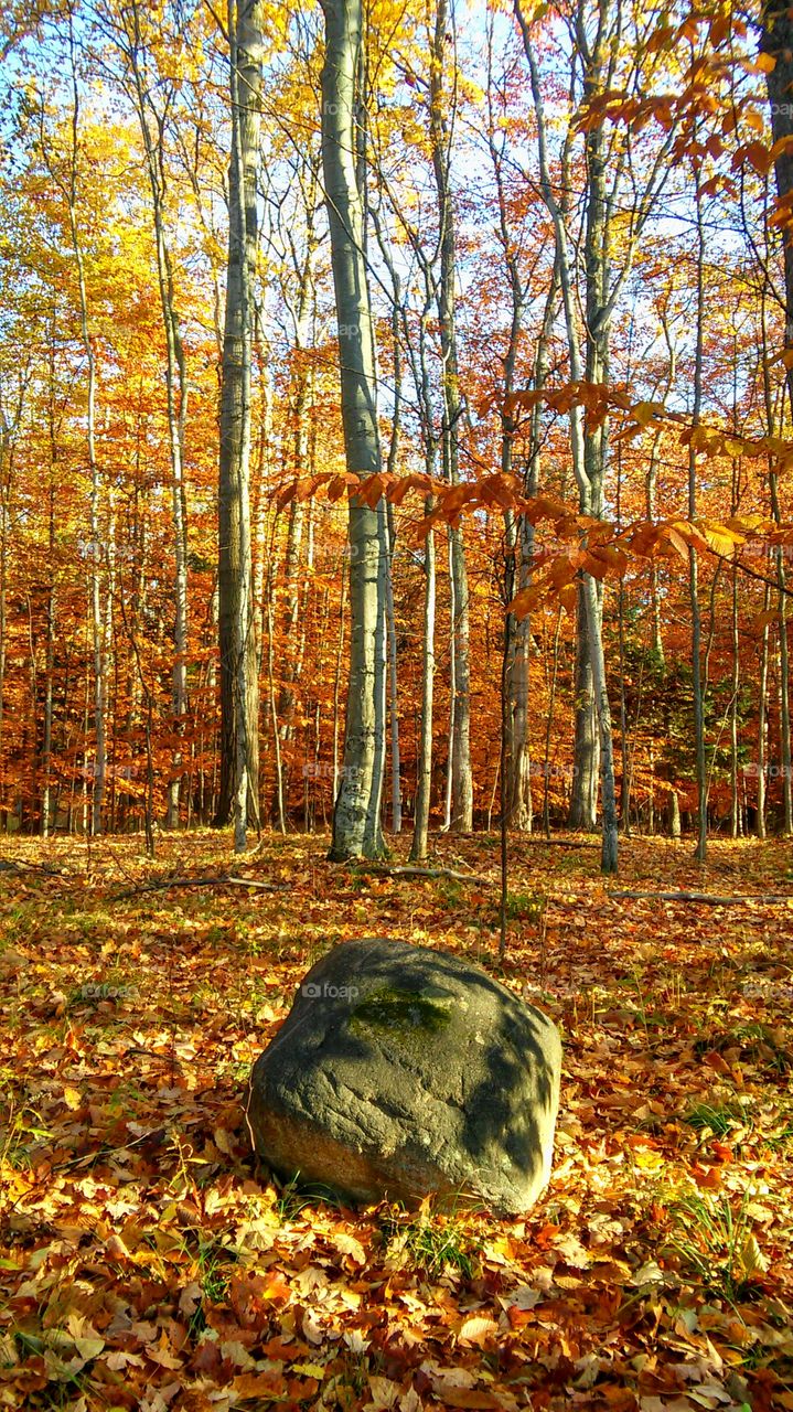 Fall, Leaf, Wood, Tree, Nature