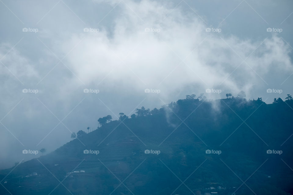 Trees growing on foggy mountain