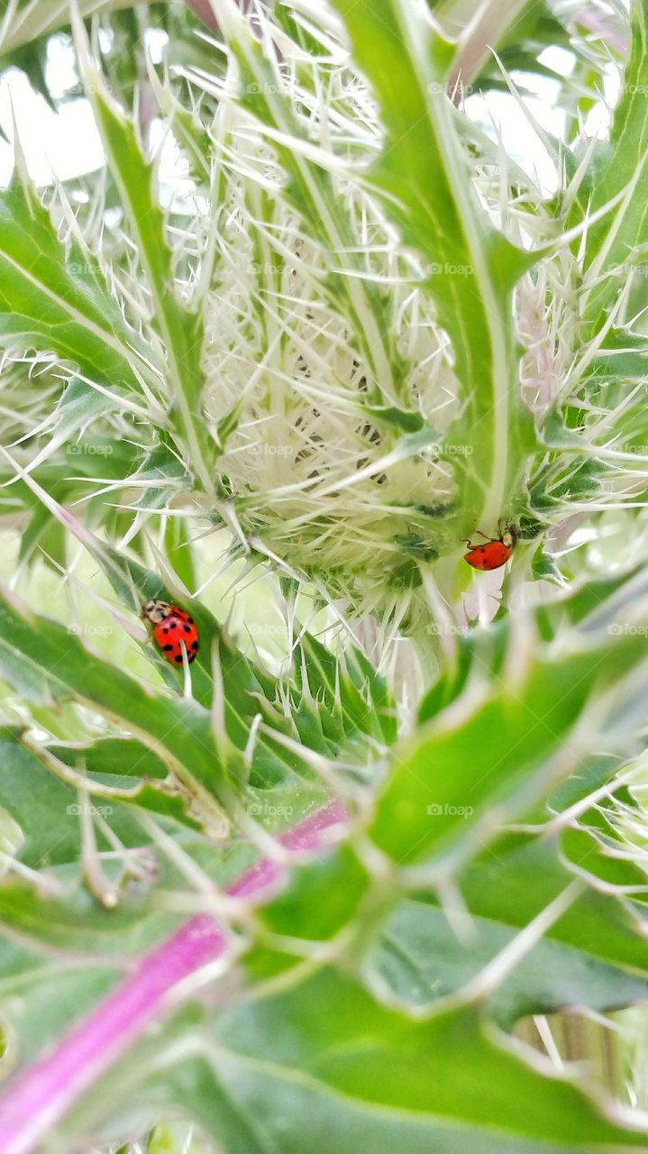 lady birds on thorn bush