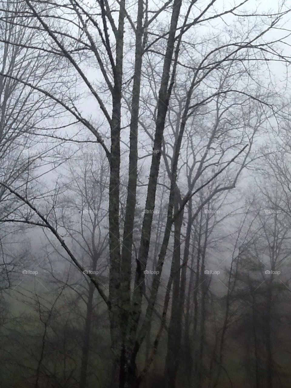 Tree in early morning fog