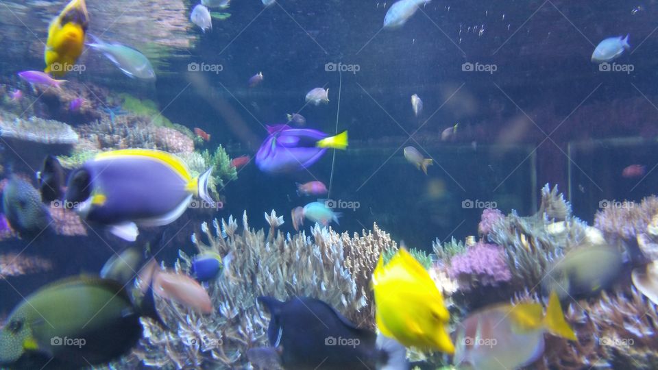 Underwater, Fish, Aquarium, Coral, Reef