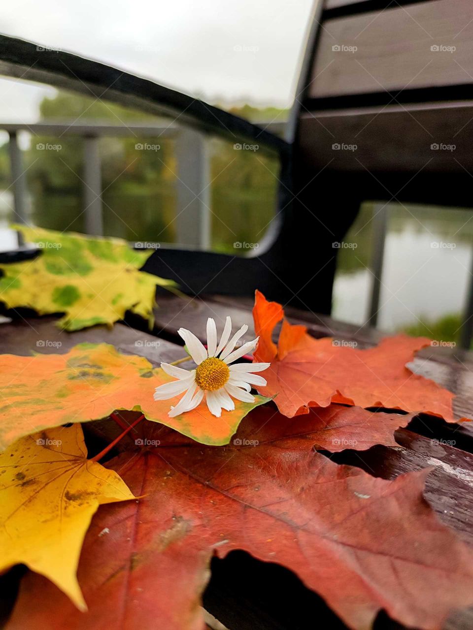 Autumn.  Chamomile lies on multi-colored maple leaves on a wooden bench.  In the background the river and autumn trees