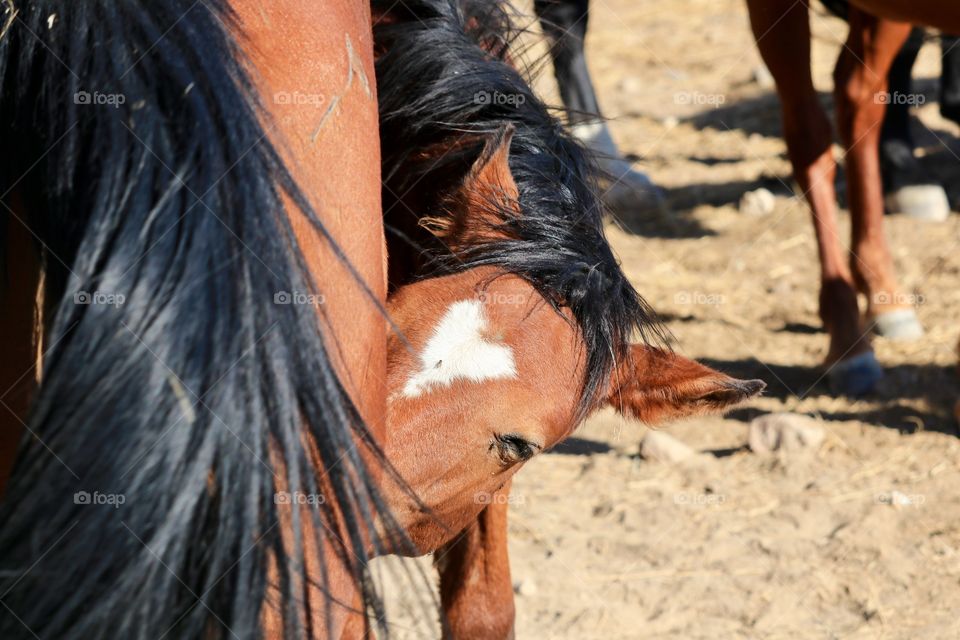 Wild American mustang colt with heart shaped blaze on forehead suckling its mother 