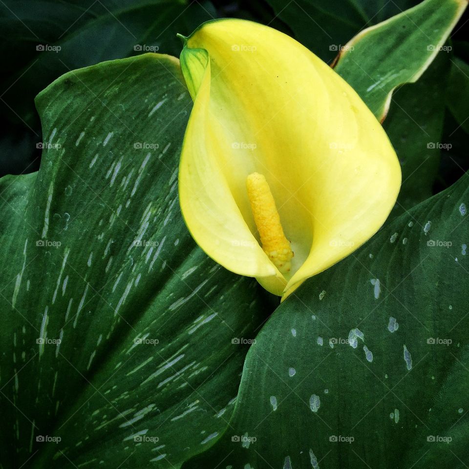 Yellow calla lily