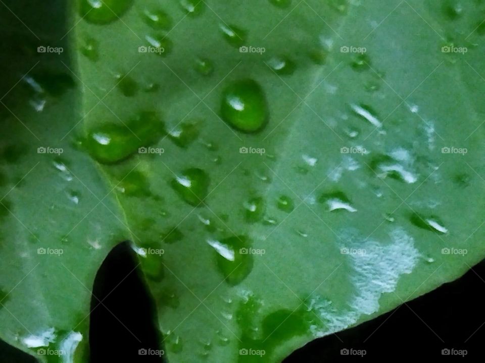 Beautiful droplets on a green leaf of tree.