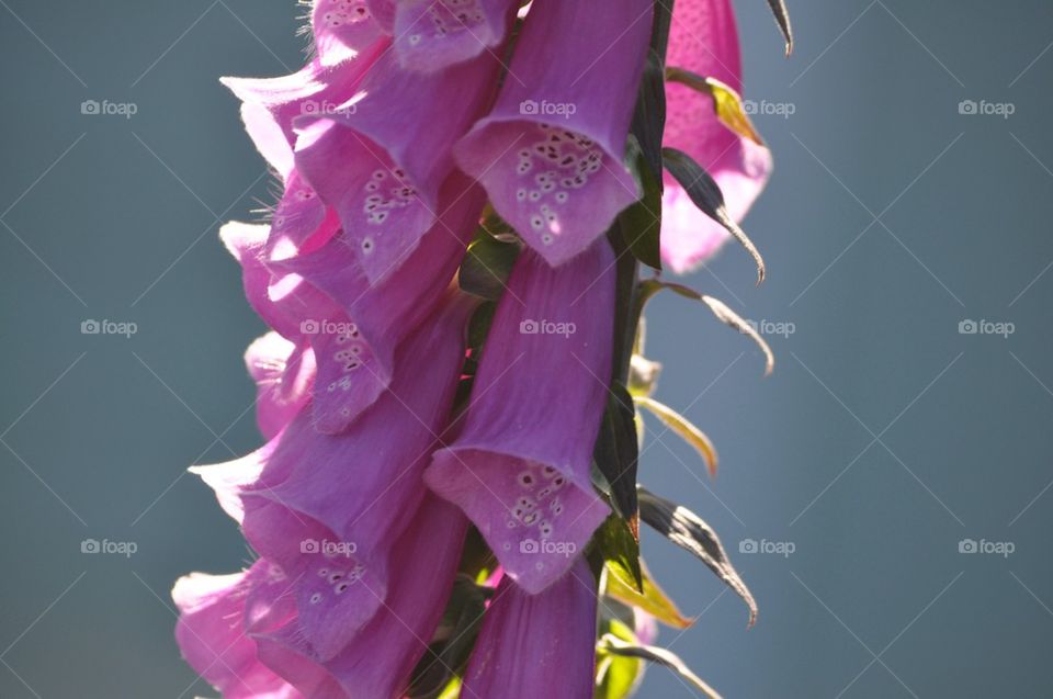 Fox glove