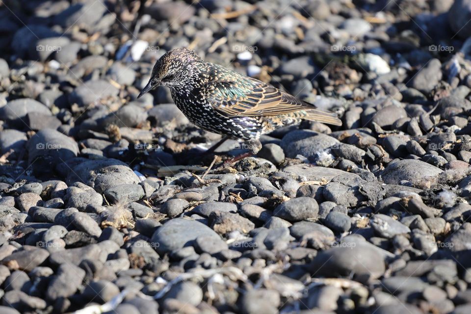 European starling on rocks 