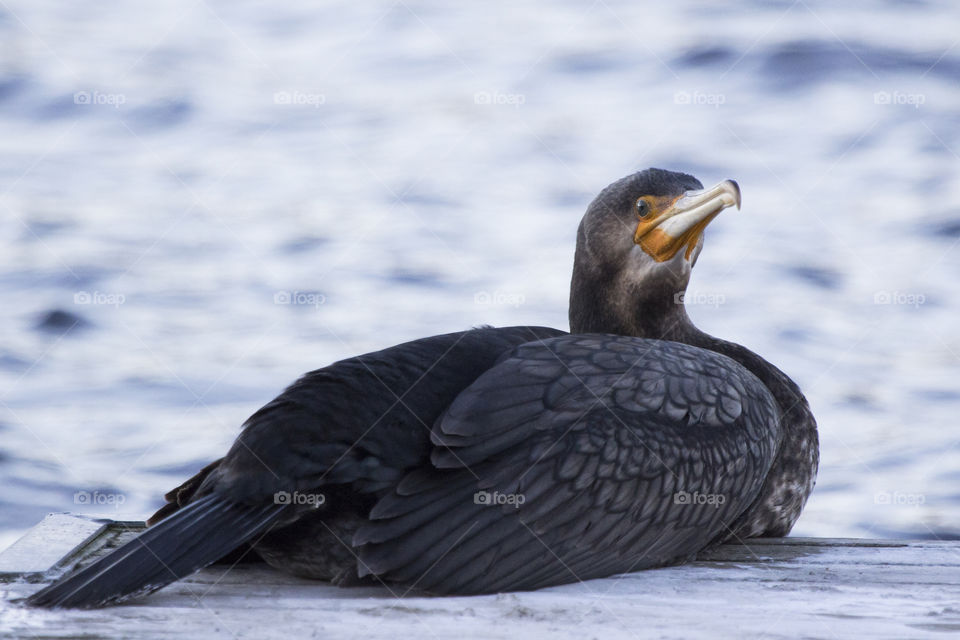 Bird lying down resting - cormorant 