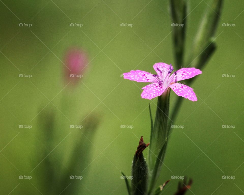 Wildflowers on a summer day