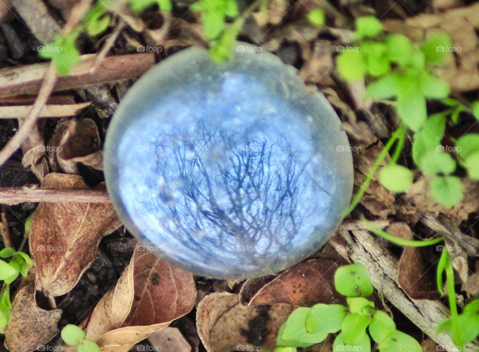 Tree reflection on a tiny disc found in the yard