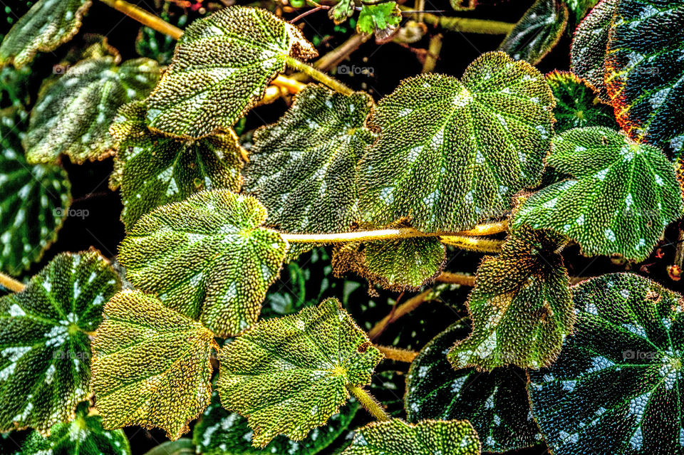 Close-up of tree branch