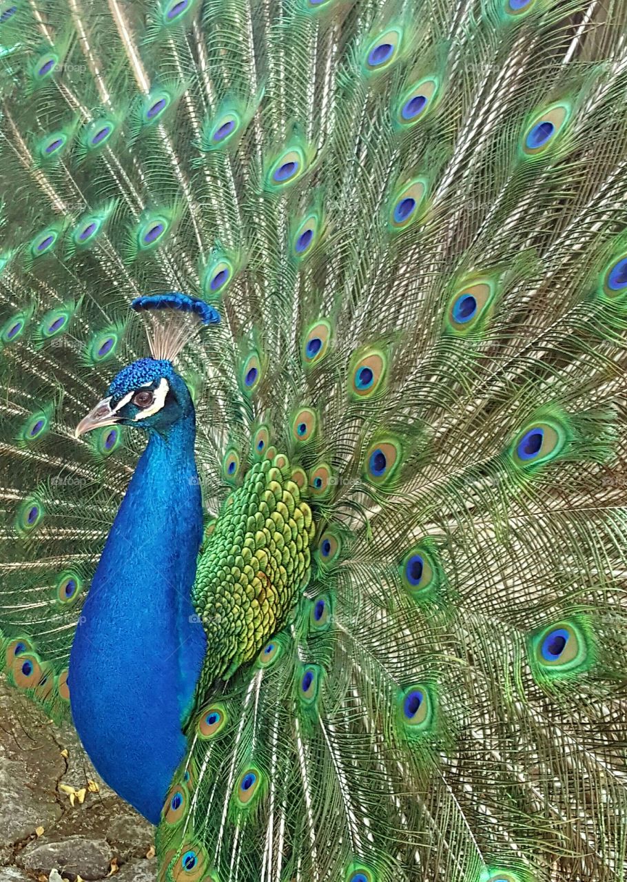 Peacock