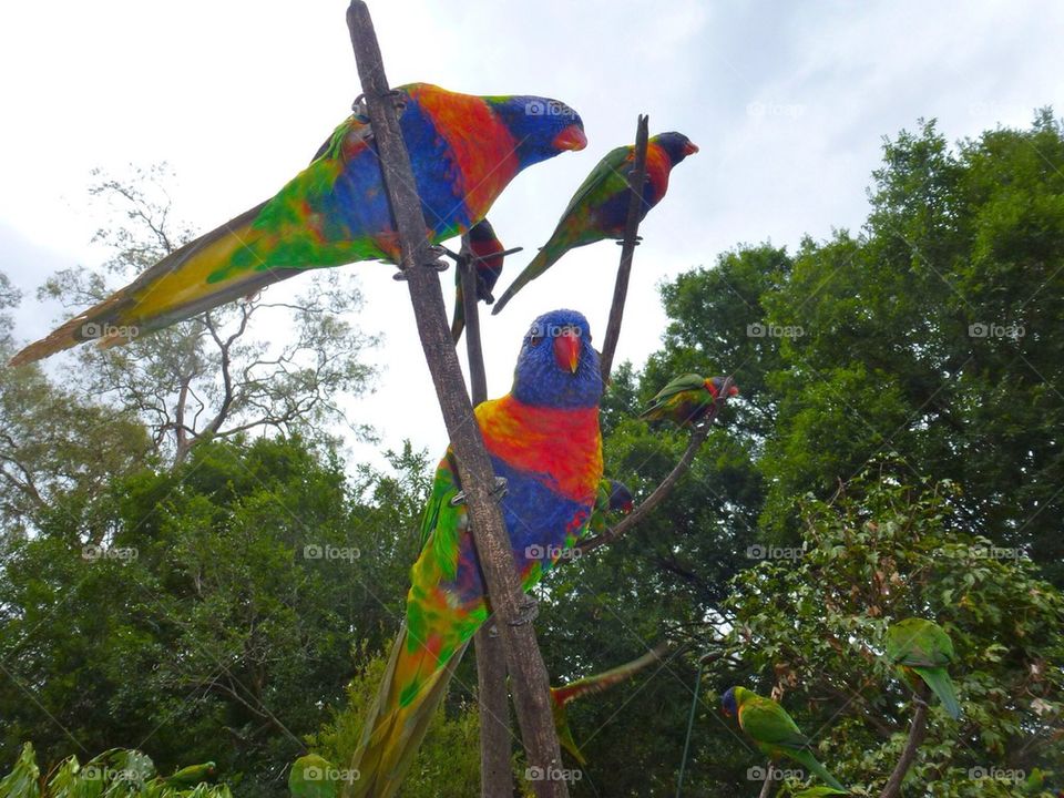 Rainbow parrots  perching at brisbane australia