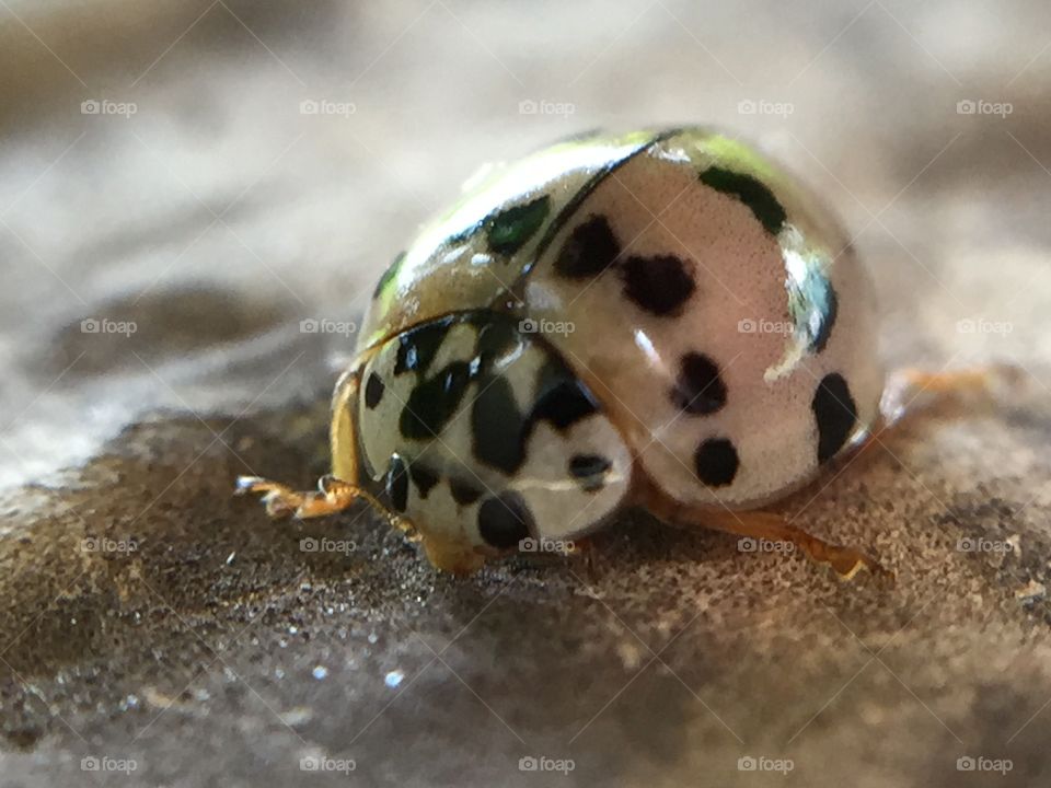 Ladybird