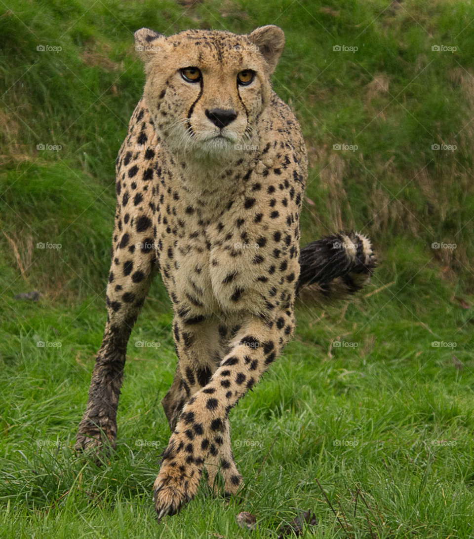 cat speed land big by gaillewisbraznell