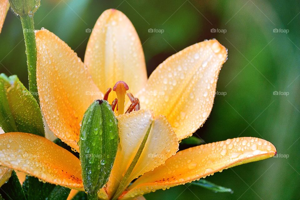 Lily. A beautiful lily 