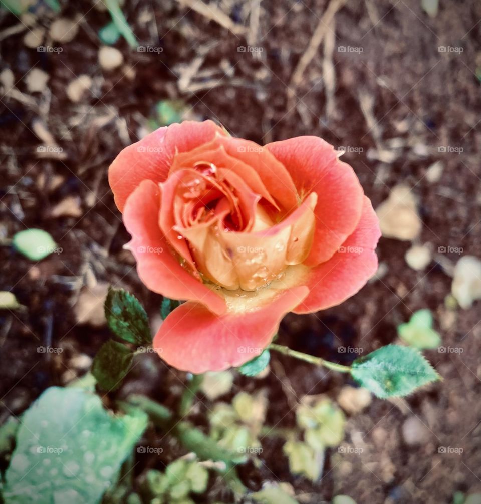 🌹 🇺🇸 Very beautiful flowers to brighten our day.  Live nature and its beauty. Did you like the delicate petals? / 🇧🇷 Flores muito bonitas para alegrar nosso dia. Viva a natureza e sua beleza. Gostaram das pétalas delicadas? 