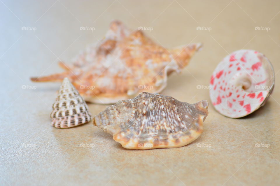 Sea shells