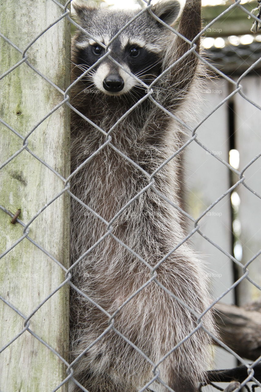 Racoon Behind A Fence