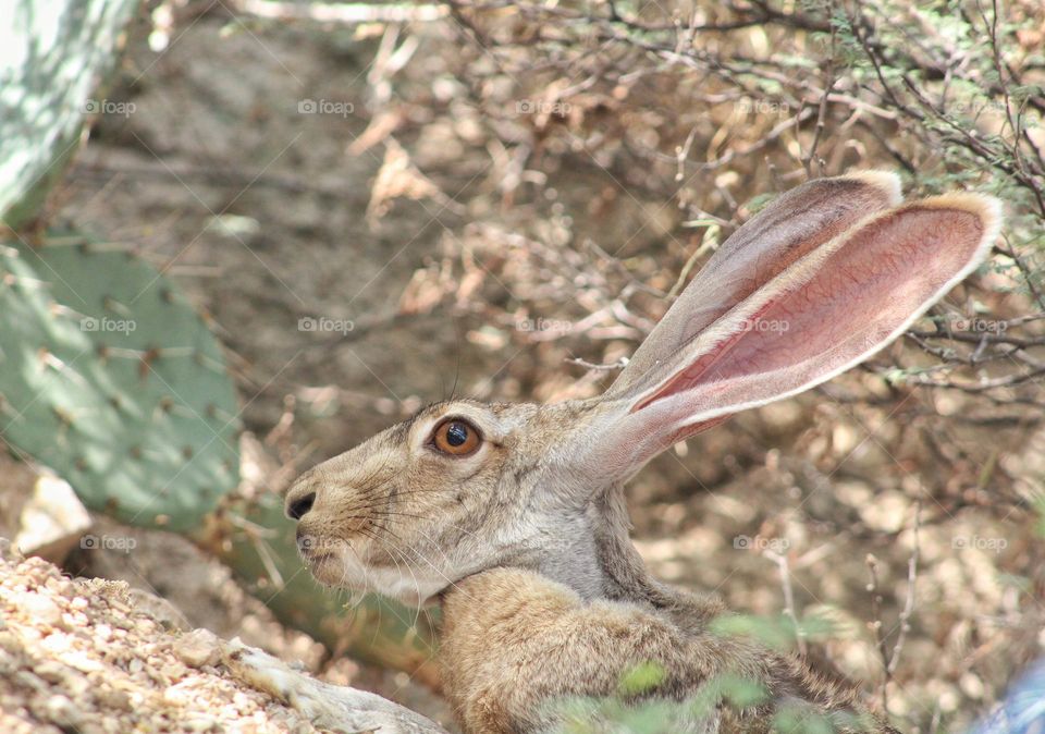 Jack rabbit of Arizona