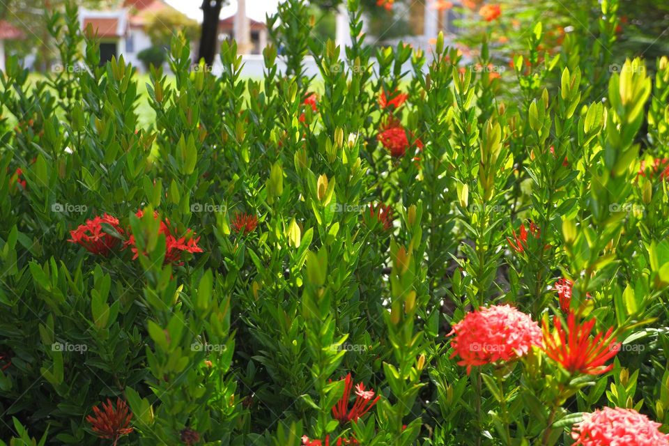 The tops of the Ixora flower and red flowers for the background,feel fresh.
