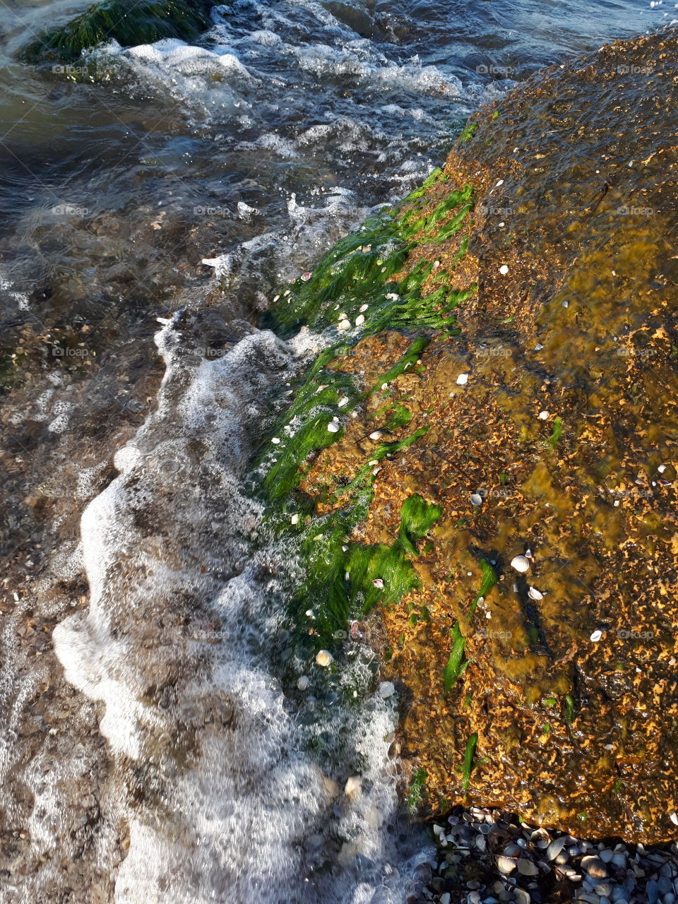 Stone with seaweed and shells in the sea