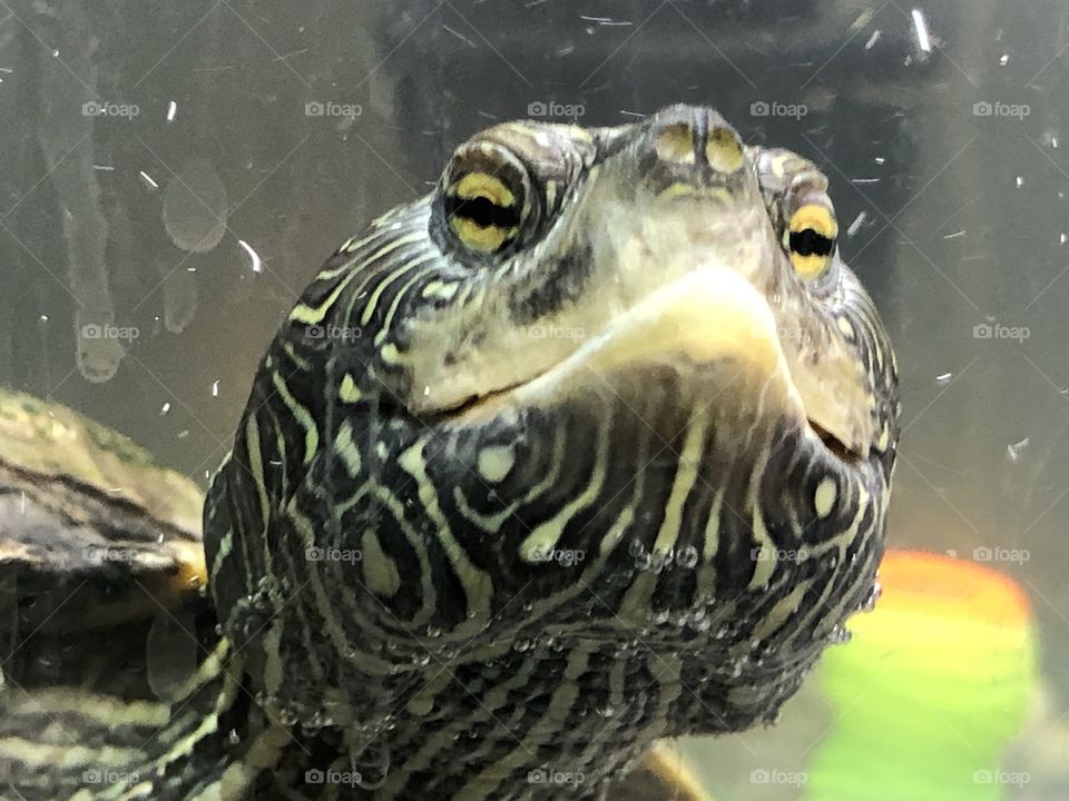 Tamara splash map turtle