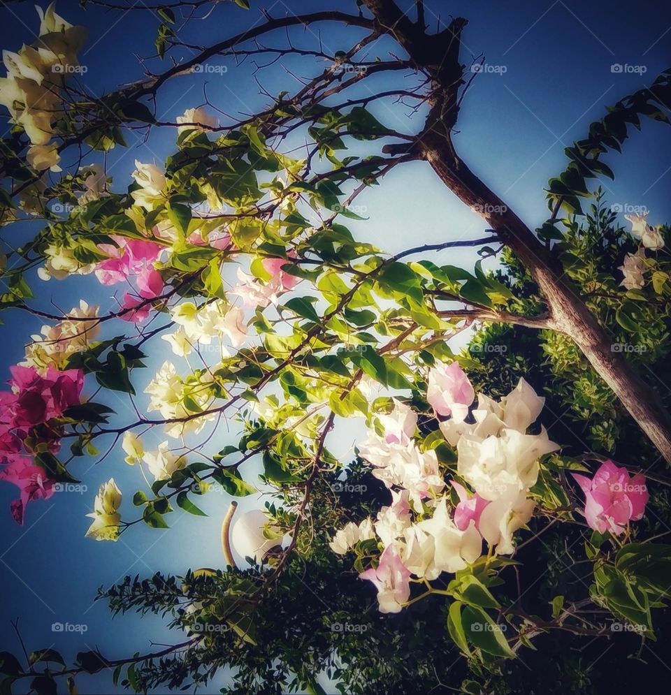 Little tree of flowers