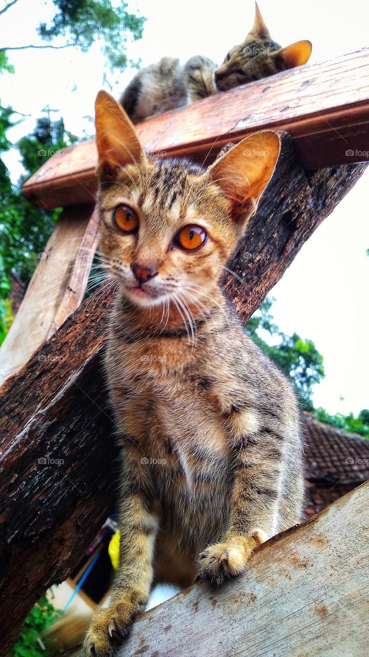 Two kittens on wood