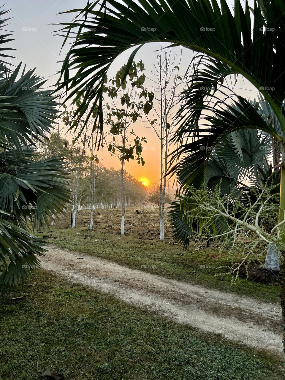 Palms in a sunset